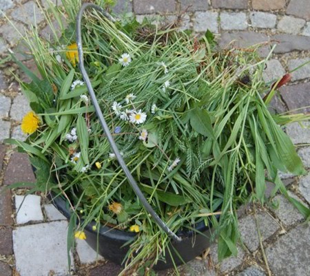 ro�liny dla kr�lika