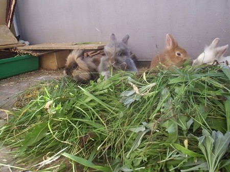 ro�liny dla kr�lika