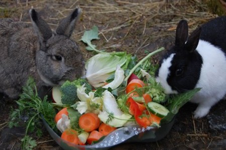 ro�liny dla kr�lika