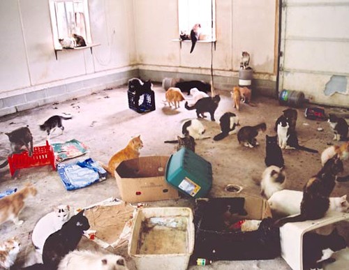 Animal hoarding