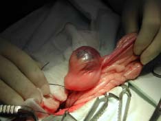 Sterylizacja kr�lika