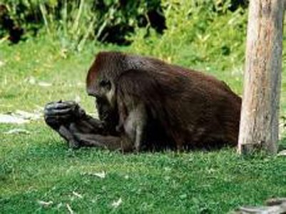 Czy zwierzeta maj� dusz�?