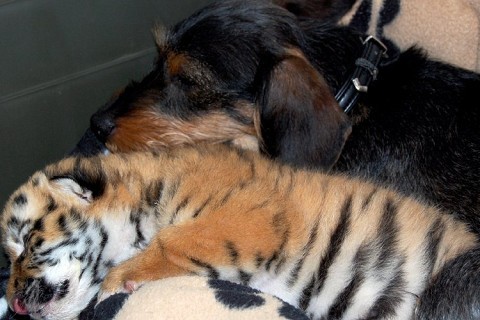 Czy zwierzeta maj� dusz�?