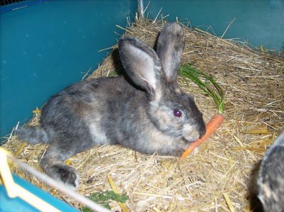 rozmna�anie kr�lik�w