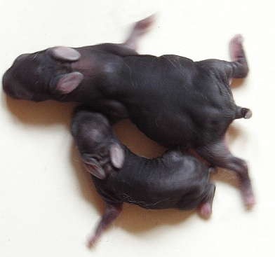 rozmna�anie kr�lik�w