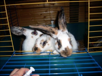 rozmna�anie kr�lik�w