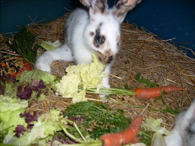 rozmna�anie kr�lik�w