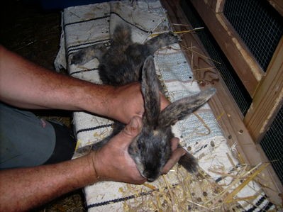 rozmna�anie kr�lik�w