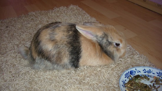 rozmna�anie kr�lik�w