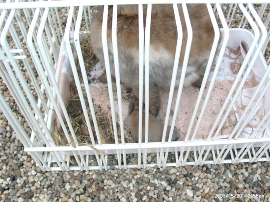 rozmna�anie kr�lik�w