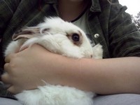 Kremek, Lady Pusia i Cestia