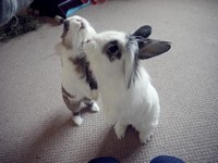 Galeria Niusi i Krispine