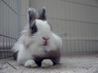 Galeria Niusi i Krispine