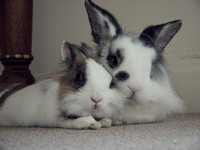 Galeria Niusi i Krispine