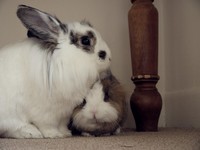 Galeria Niusi i Krispine