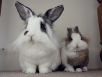 Galeria Niusi i Krispine