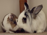 Galeria Niusi i Krispine