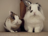 Galeria Niusi i Krispine