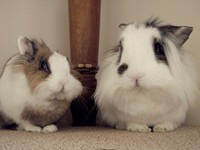 Galeria Niusi i Krispine