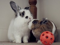 Galeria Niusi i Krispine