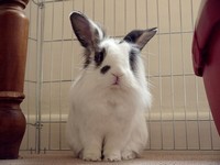 Galeria Niusi i Krispine