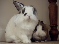 Galeria Niusi i Krispine