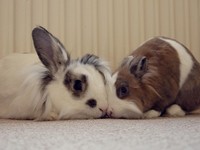 Galeria Niusi i Krispine