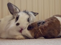 Galeria Niusi i Krispine