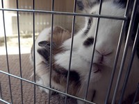 Galeria Niusi i Krispine