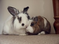 Galeria Niusi i Krispine