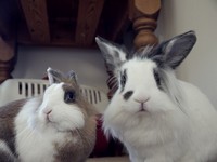 Galeria Niusi i Krispine