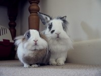 Galeria Niusi i Krispine