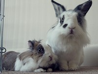 Galeria Niusi i Krispine