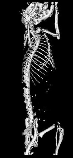 Parali� i niedow�ad u kr�lik�w