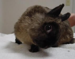 Parali� i niedow�ad u kr�lik�w