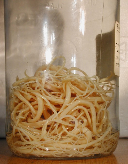 Parali� i niedow�ad u kr�lik�w