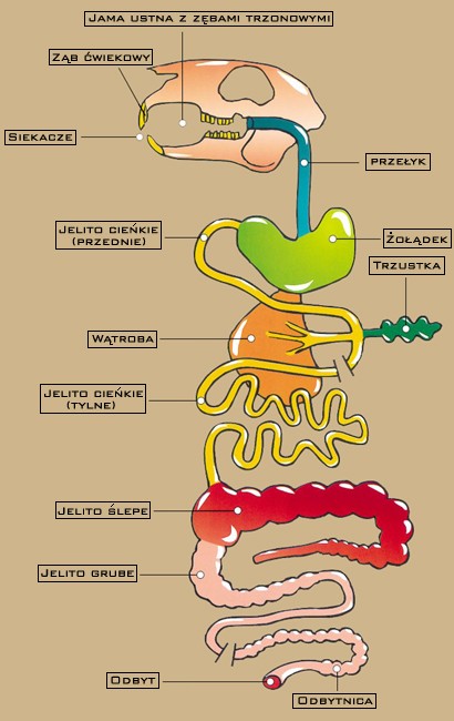 Przew�d pokarmowy kr�lika