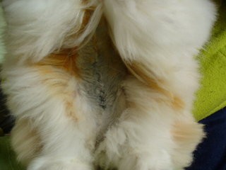 Sterylizacja kr�lika