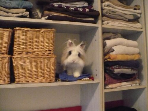 Czy kr�lik jest szkodnikiem