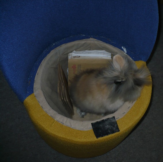 Czy kr�lik jest szkodnikiem