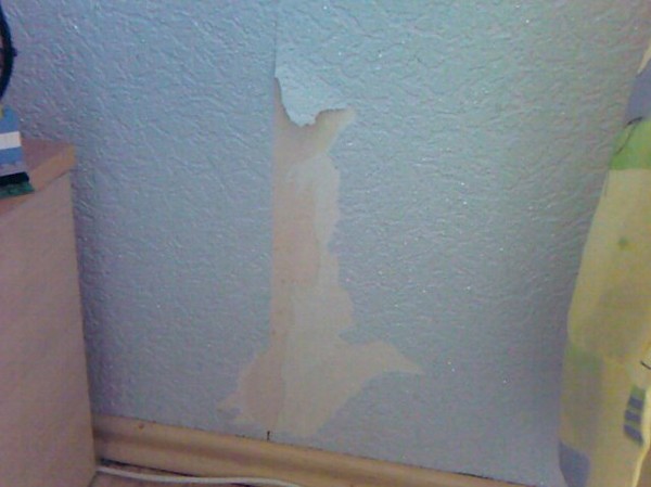 Czy kr�lik jest szkodnikiem