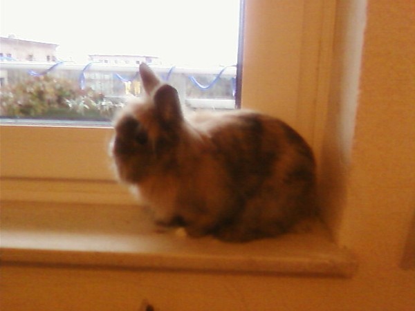 Czy kr�lik jest szkodnikiem