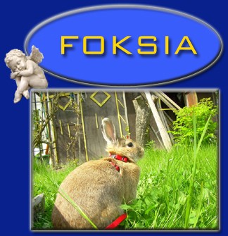 Foksia