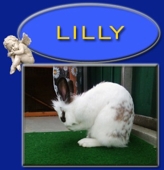 Lilly