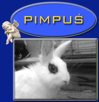 Pimpus