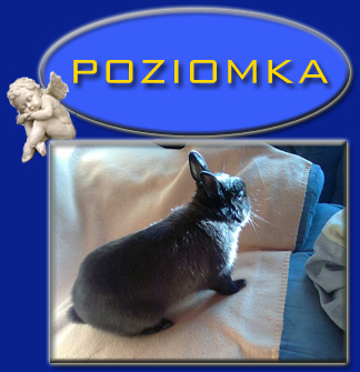 Poziomka