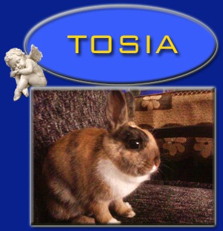 Tosia