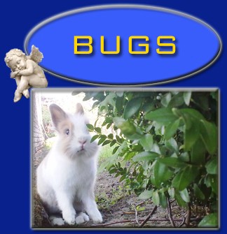 Bugs