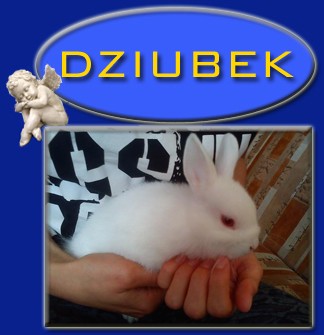 Dziubek