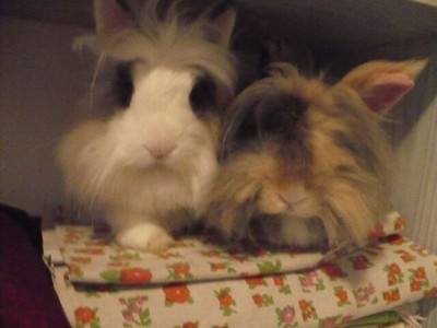 Zaprzyja�nianie kr�lik�w